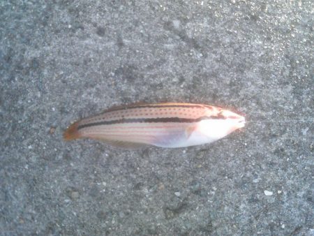 サーフ　投げ釣り